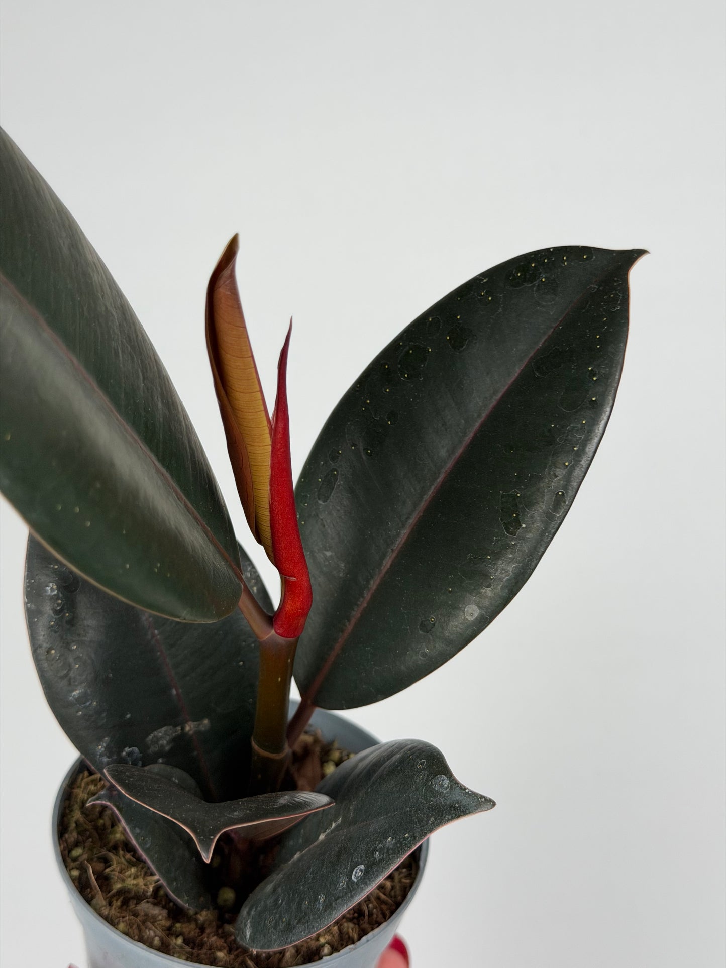 Ficus Elastica “Abidjan”