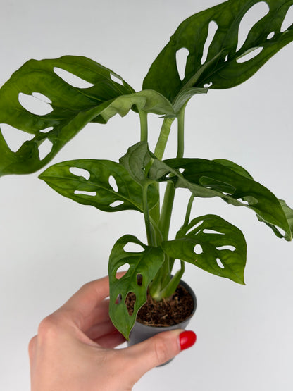 Monstera Adansonii 'Monkey Mask' Monstera Tropical Corner