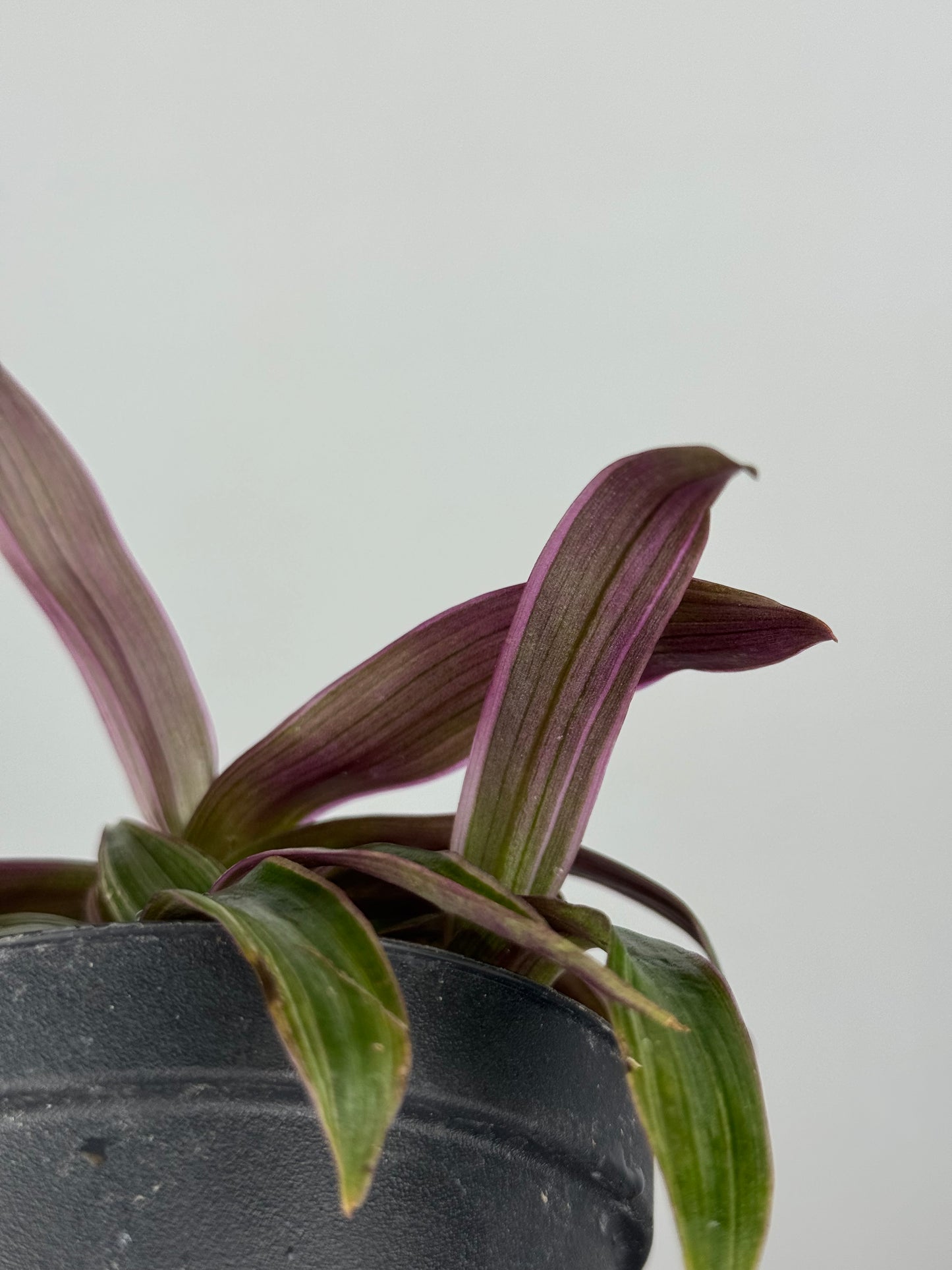 Tradescantia Spathacea | Orelia