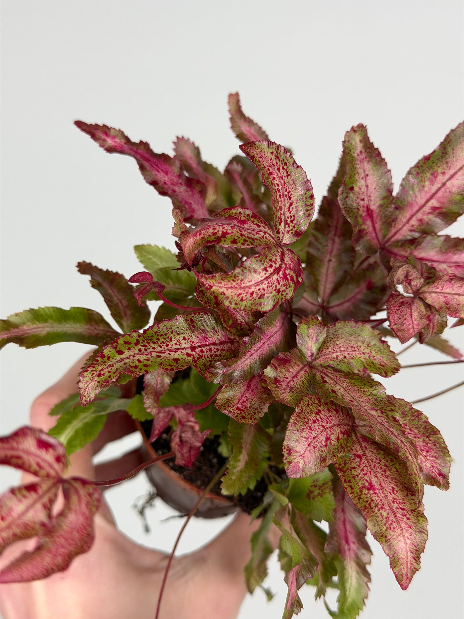 Pteris Cretica Albolineata Make up