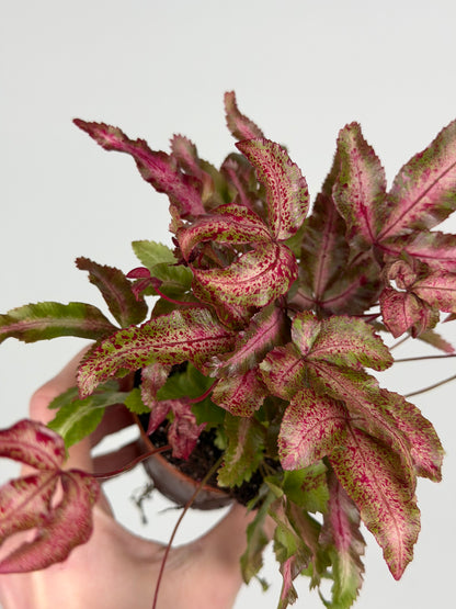 Pteris Cretica Albolineata Make up