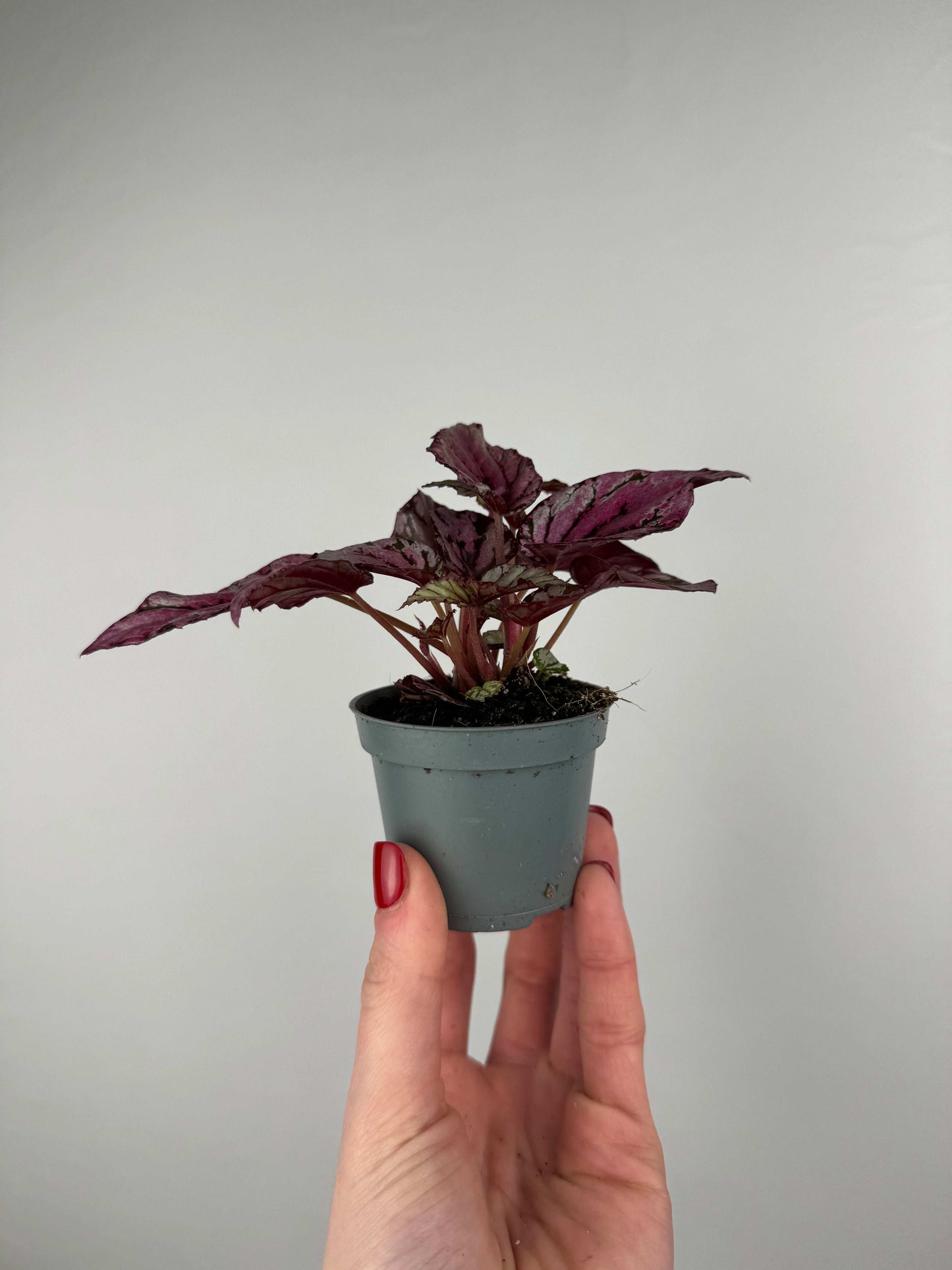 Begonia “Hugh McLaughlin/McLauchlan”
