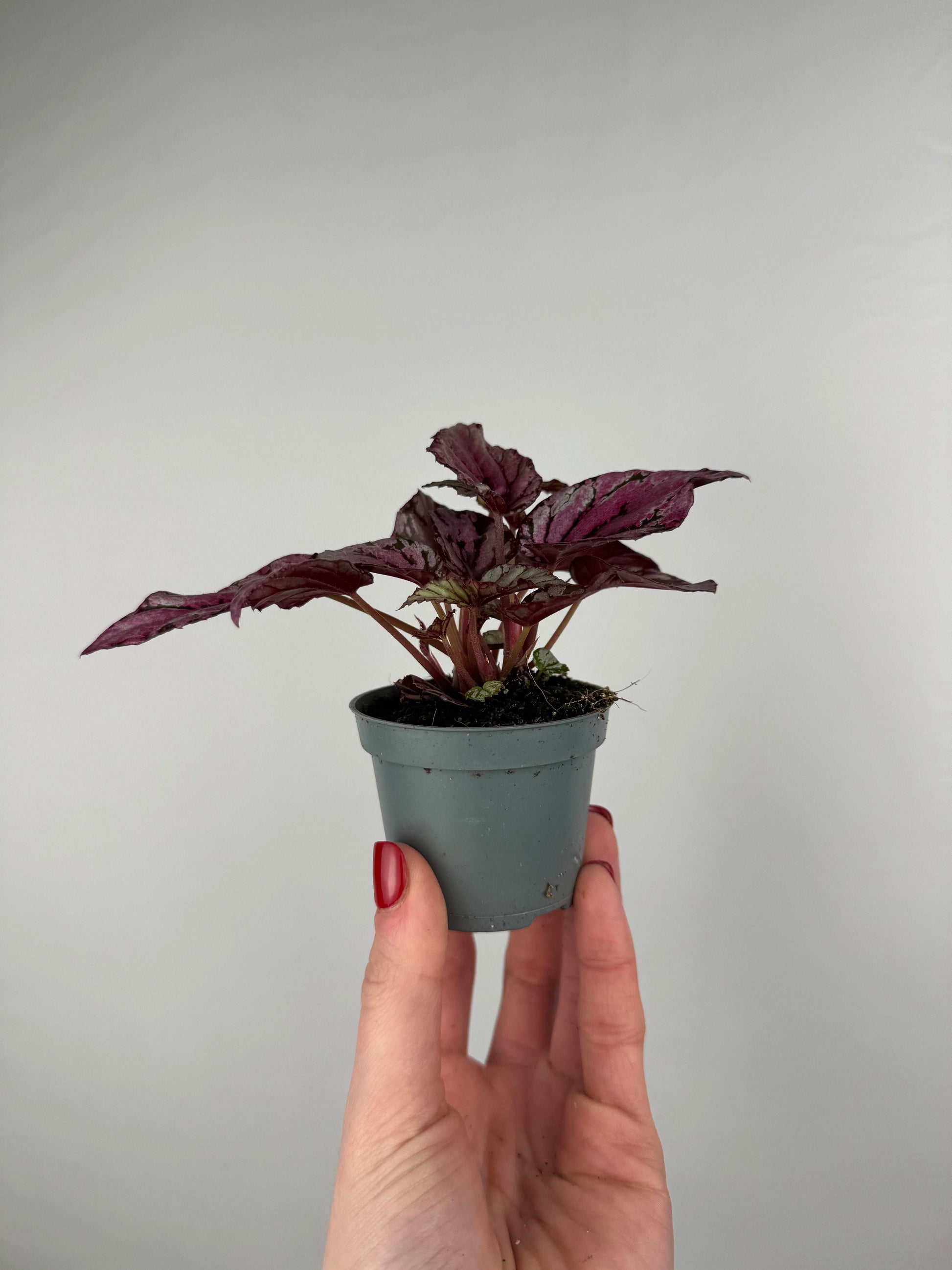 Begonia “Hugh McLaughlin/McLauchlan”
