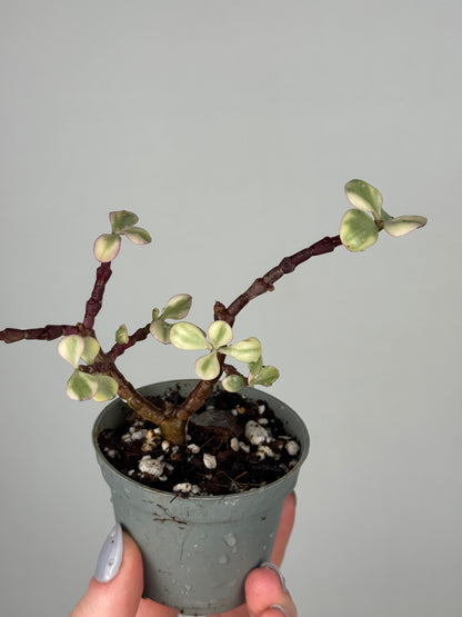 Portulacaria Afra “Variegata” | Lola