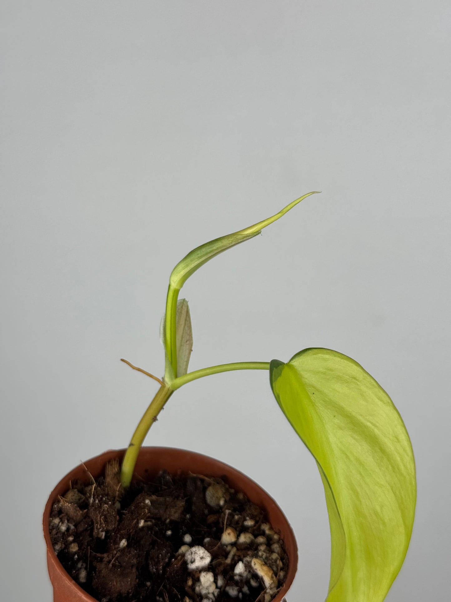 Philodendron Scandens Brasil | Florian