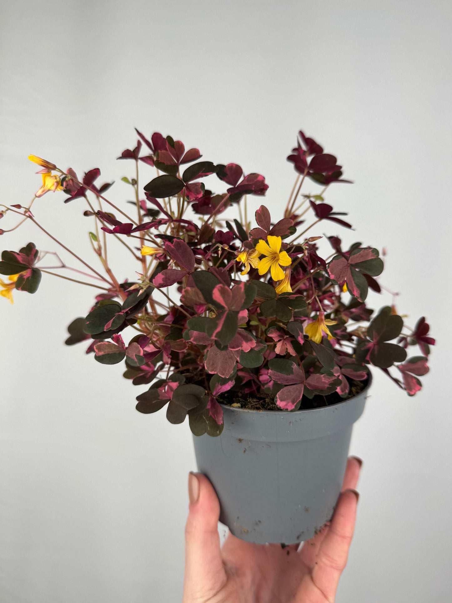 Oxalis Vulcanicola “Pink”