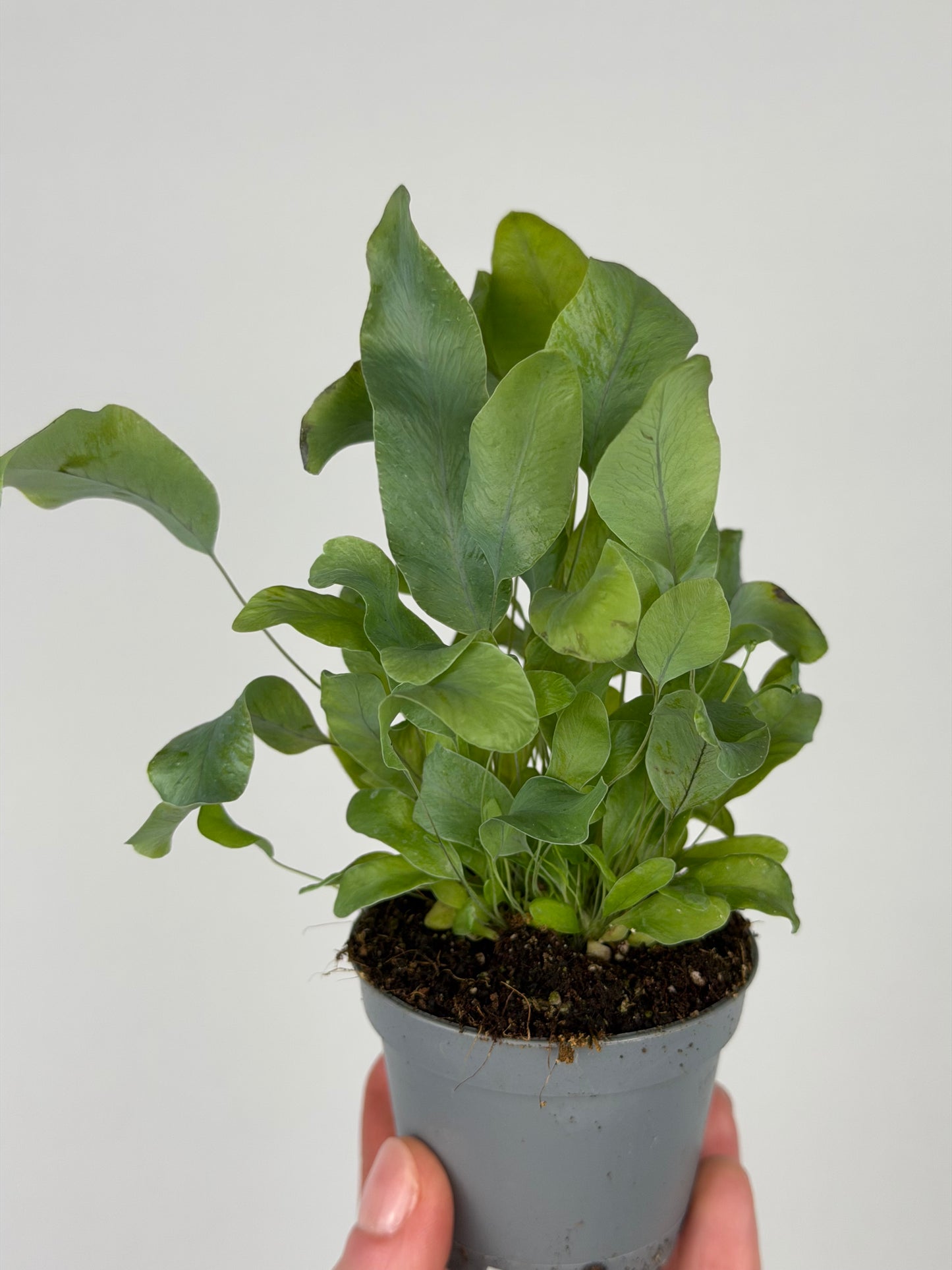 Phlebodium aureum 'Blue Star' Phlebodium Tropical Corner