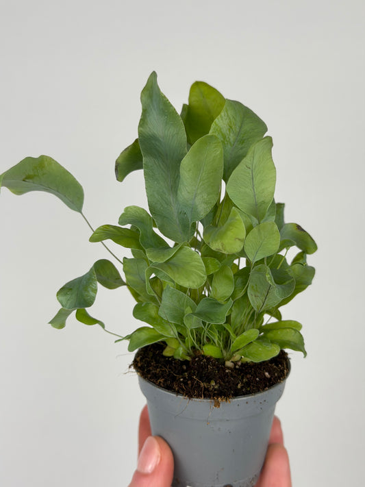 Phlebodium aureum 'Blue Star' Phlebodium Tropical Corner