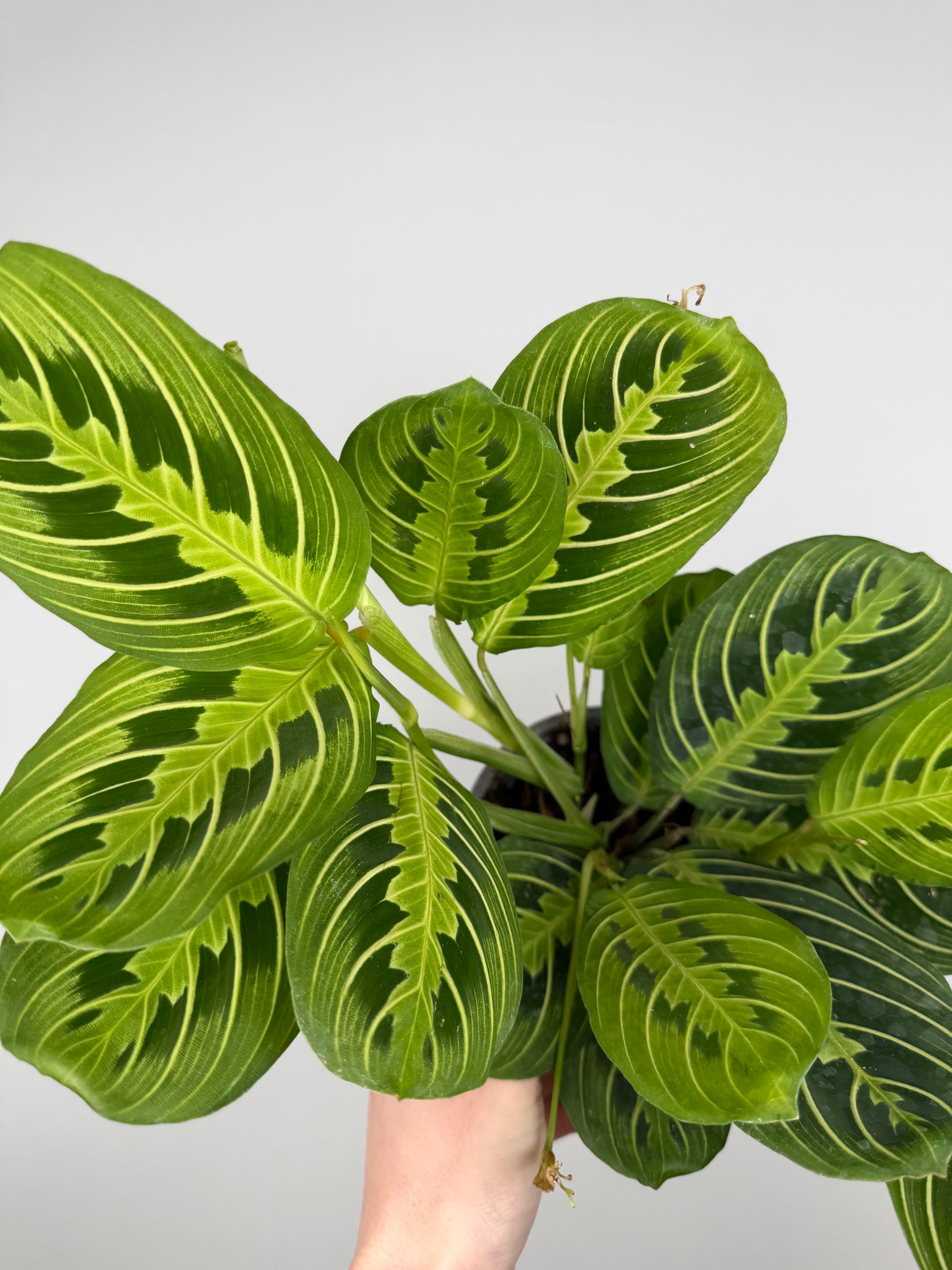 Maranta Leuconeura 'Lemon Lime'