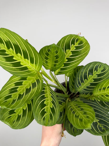 Maranta Leuconeura 'Lemon Lime'