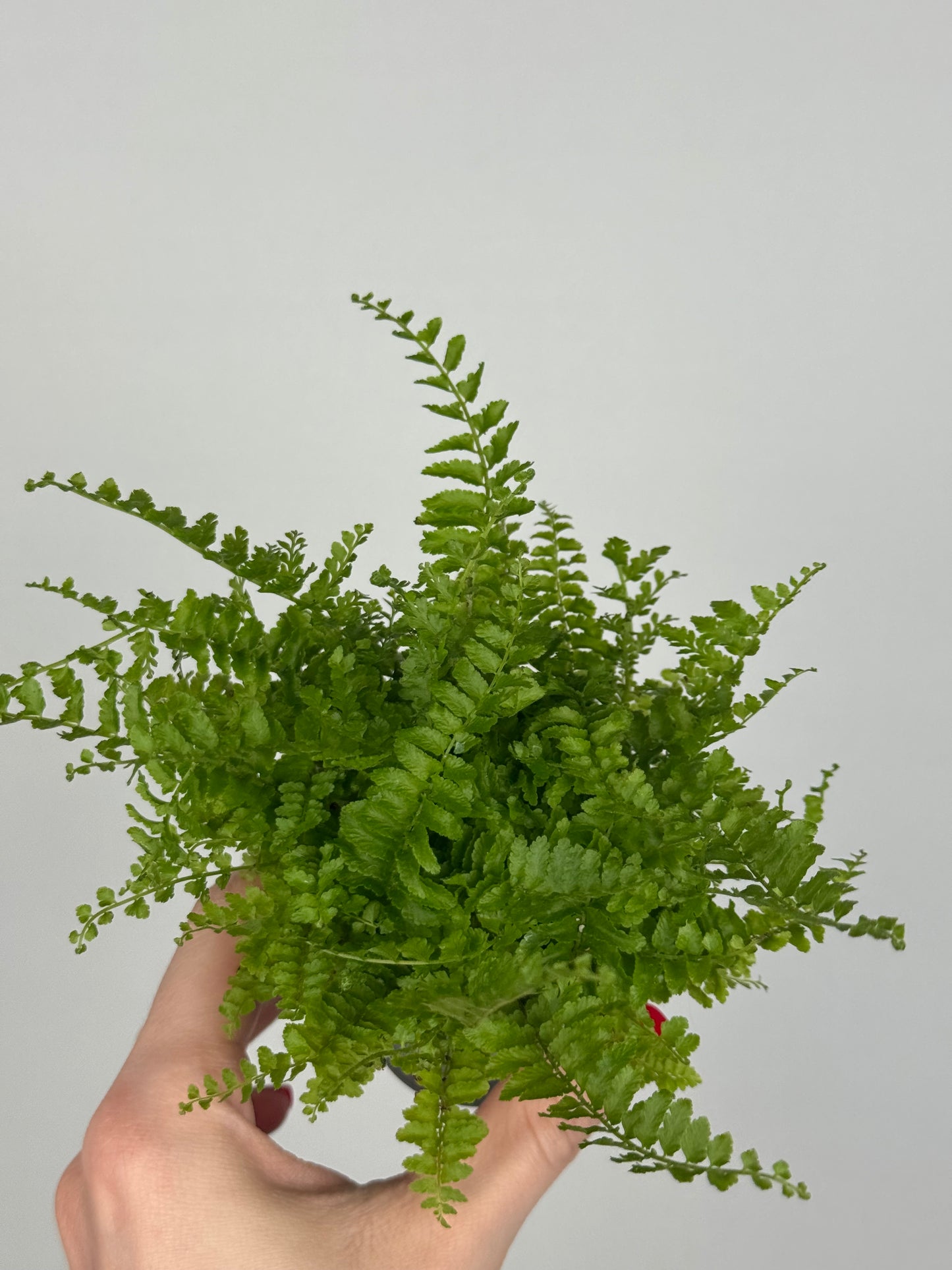 Nephrolepis exaltata “Green Fantasy”
