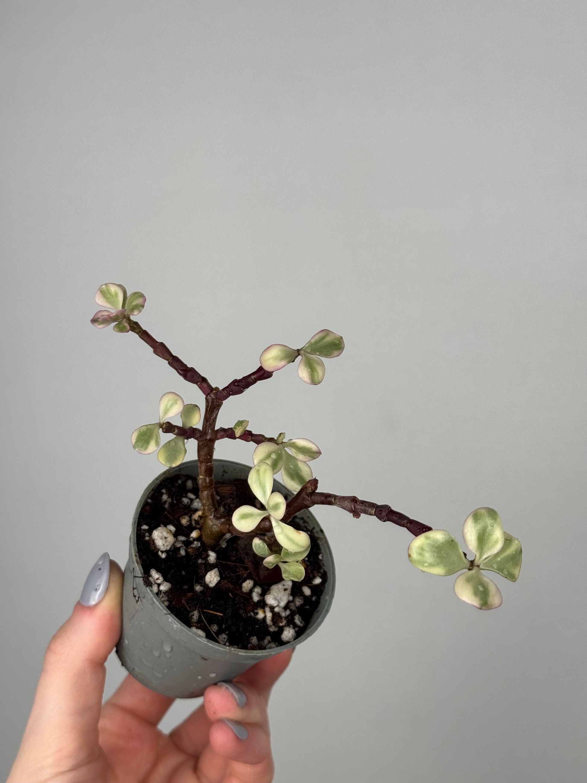 Portulacaria Afra “Variegata” | Lola