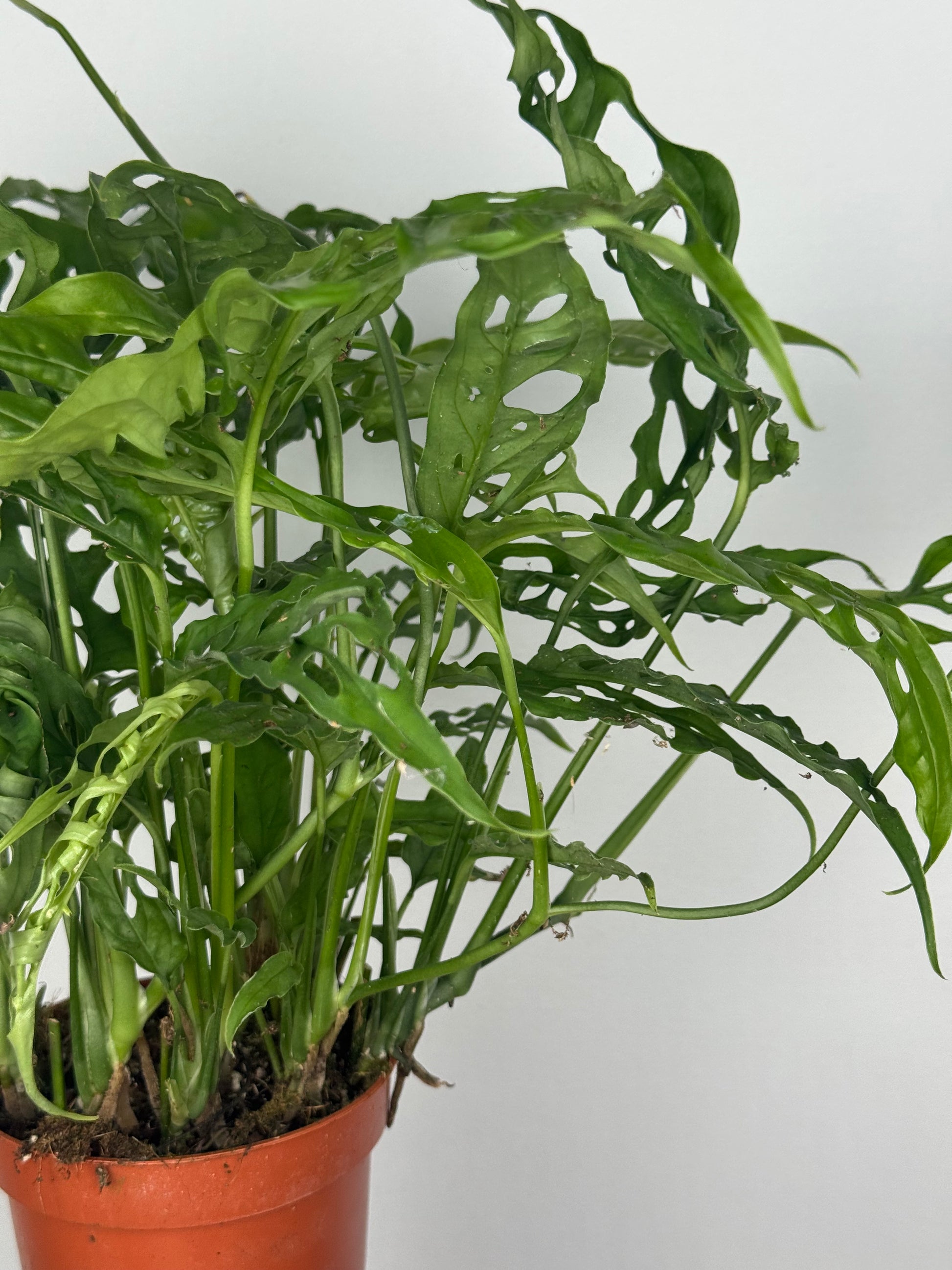 Monstera Obliqua "Perù"