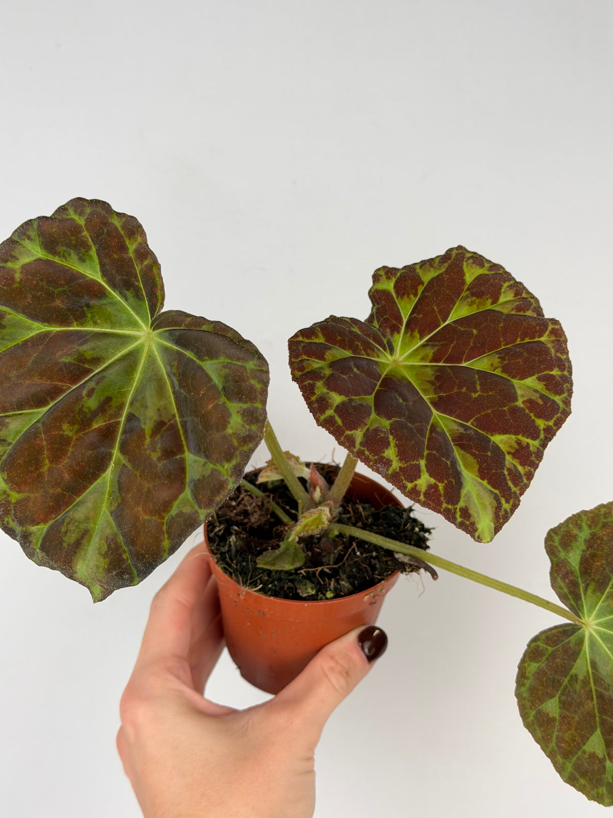 Begonia Barsalouxiae