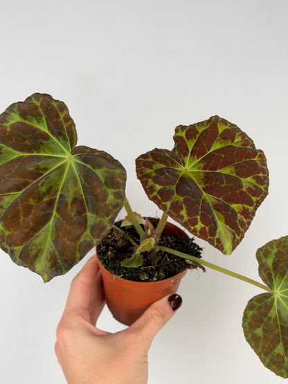 Begonia Barsalouxiae