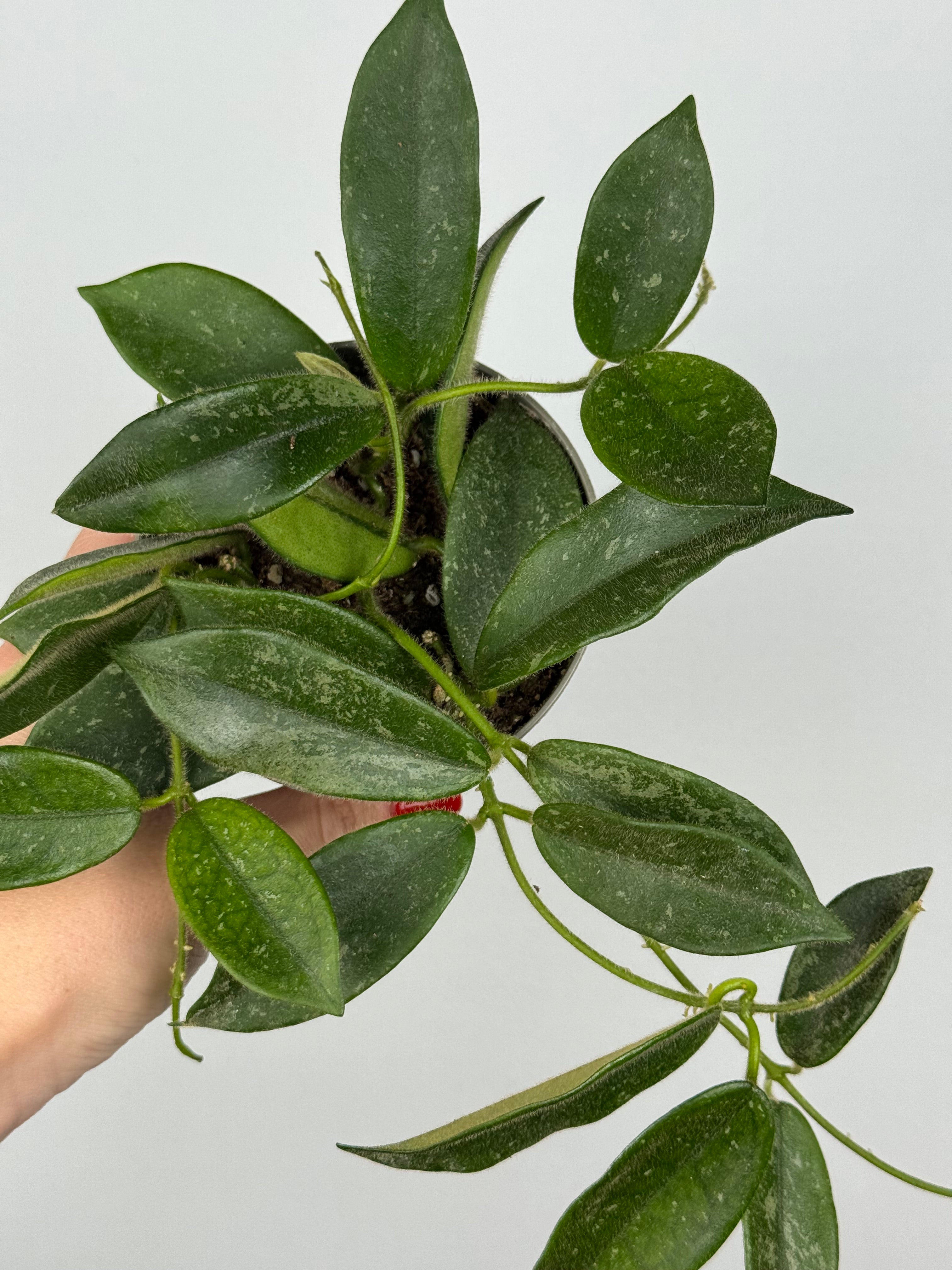 Hoya Thomsonii – Tropical Corner
