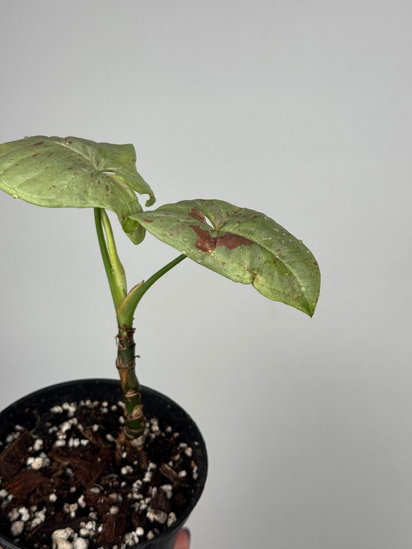 Syngonium Milk Confetti | Toby
