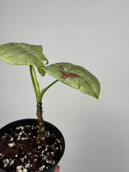 Syngonium Milk Confetti | Toby