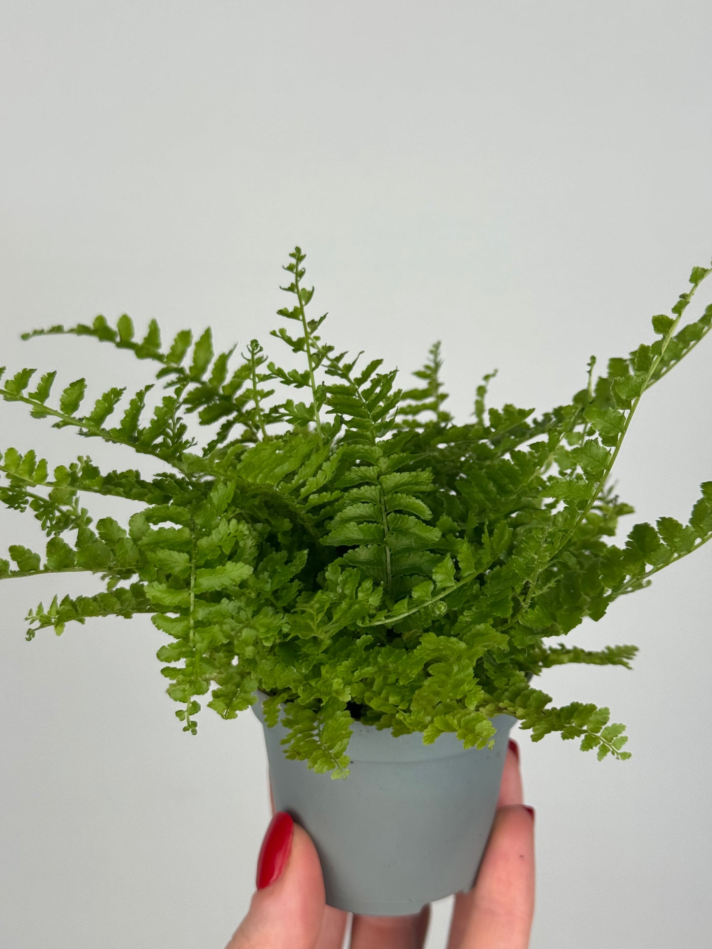 Nephrolepis exaltata “Green Fantasy”