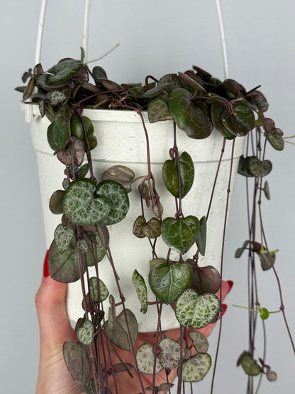Ceropegia Woodii | Silvie