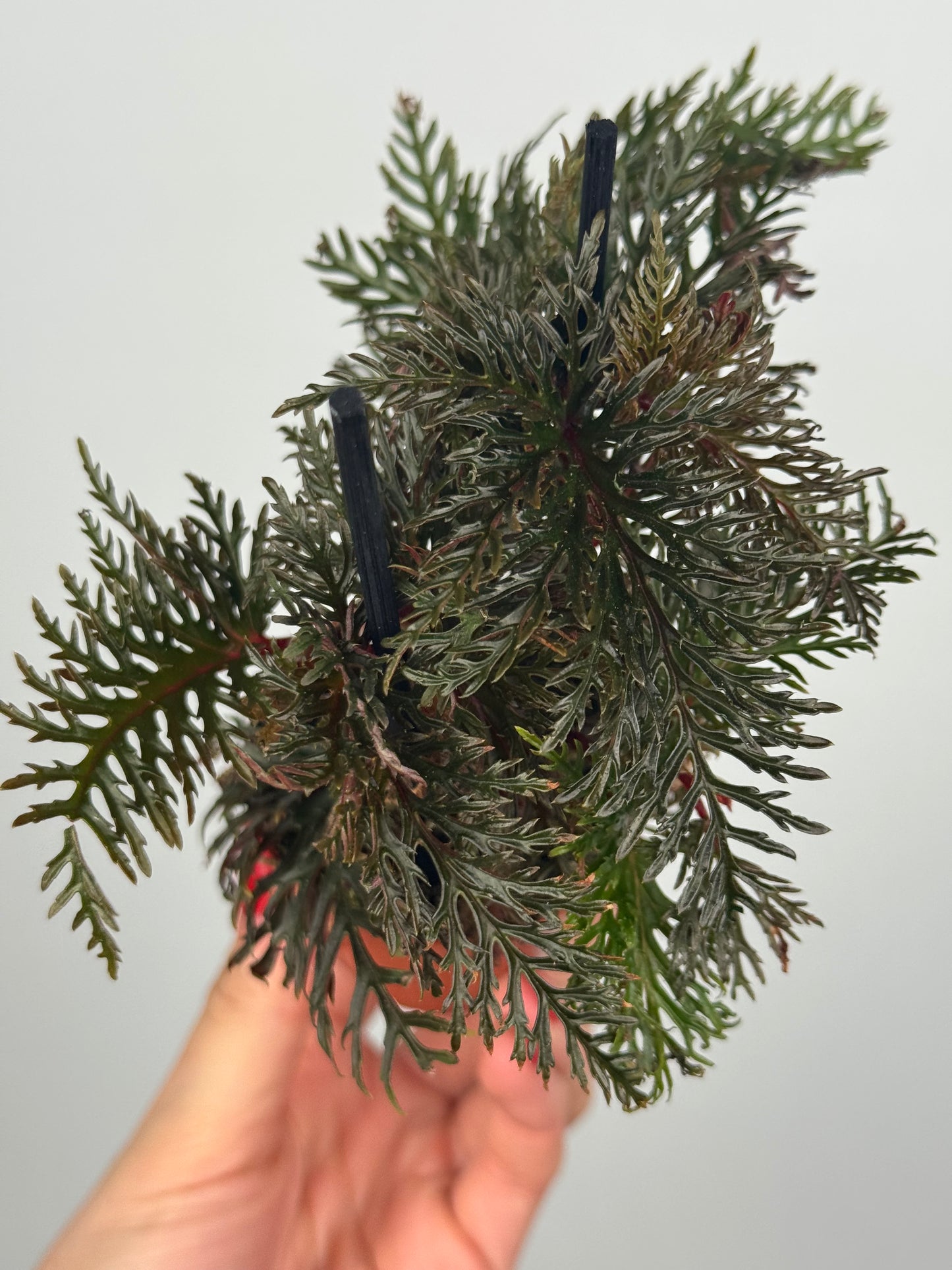 Begonia Bipinnatifida