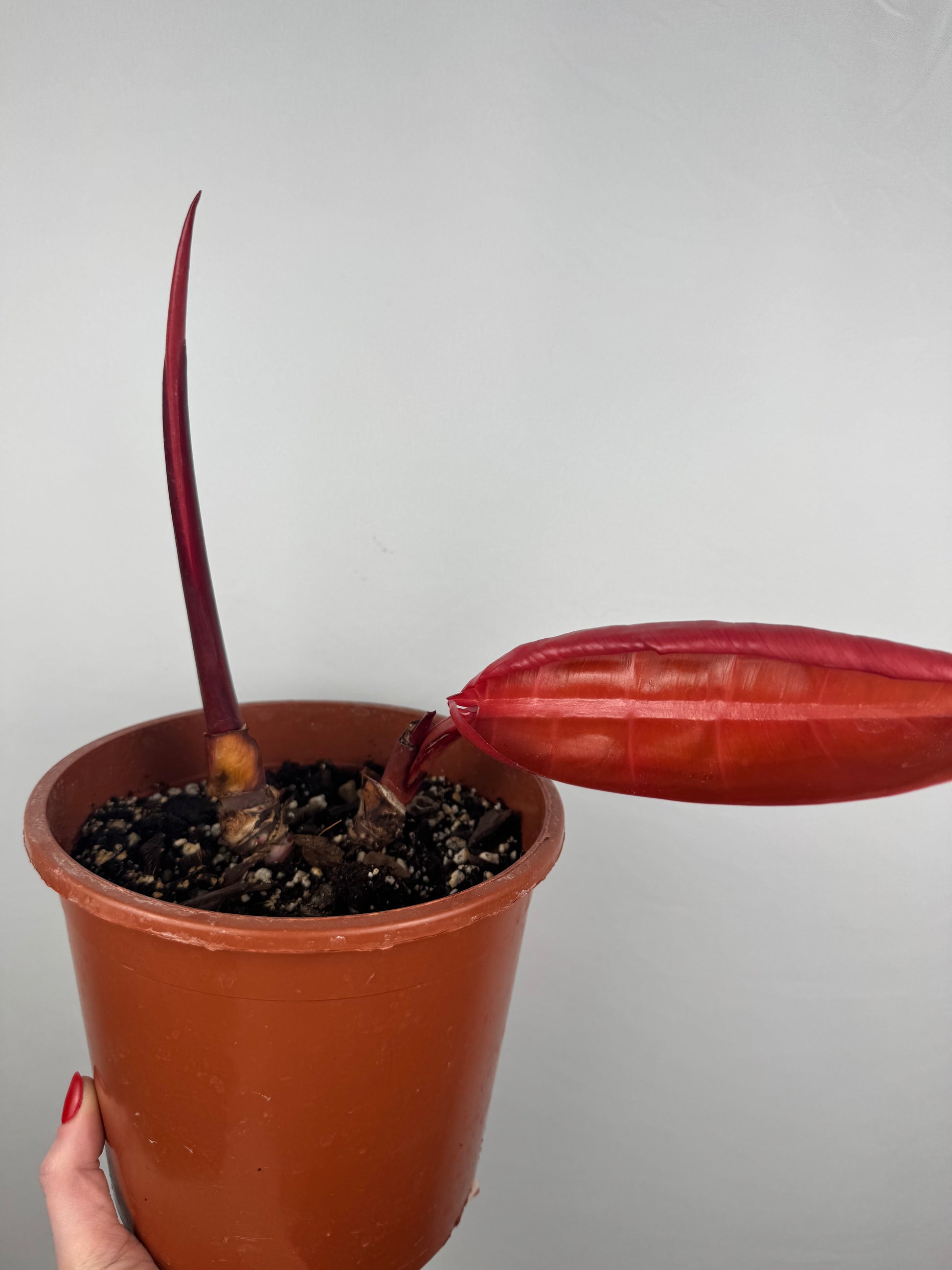 Philodendron “Prince of Orange” | Gianluca