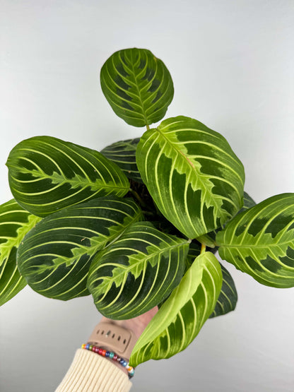 Maranta Leuconeura “Lemon Lime”