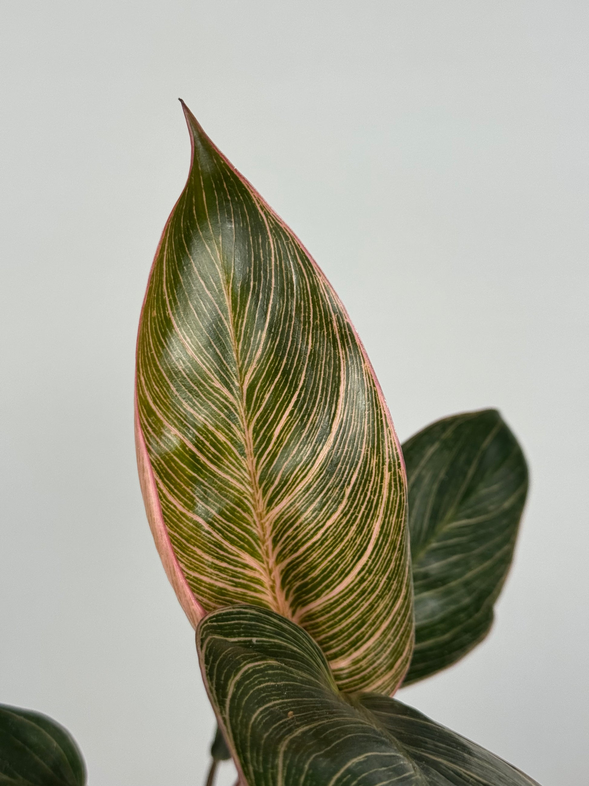 Philodendron Pink Bikini