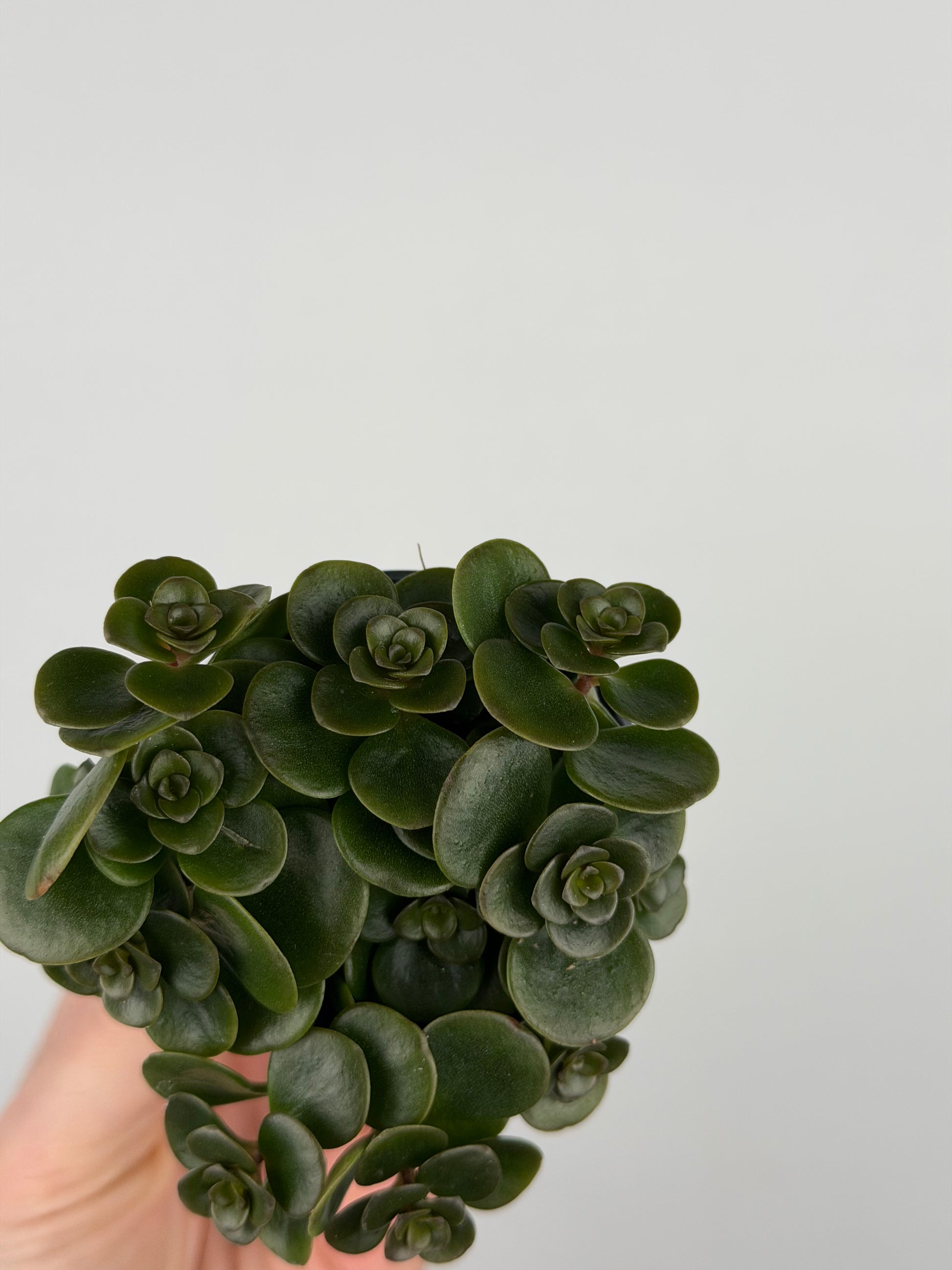 Sedum makinoi 'Tornado'