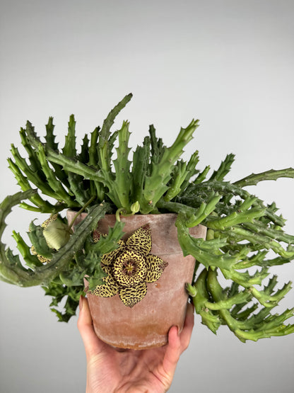 Stapelia Huernia “Variegata”