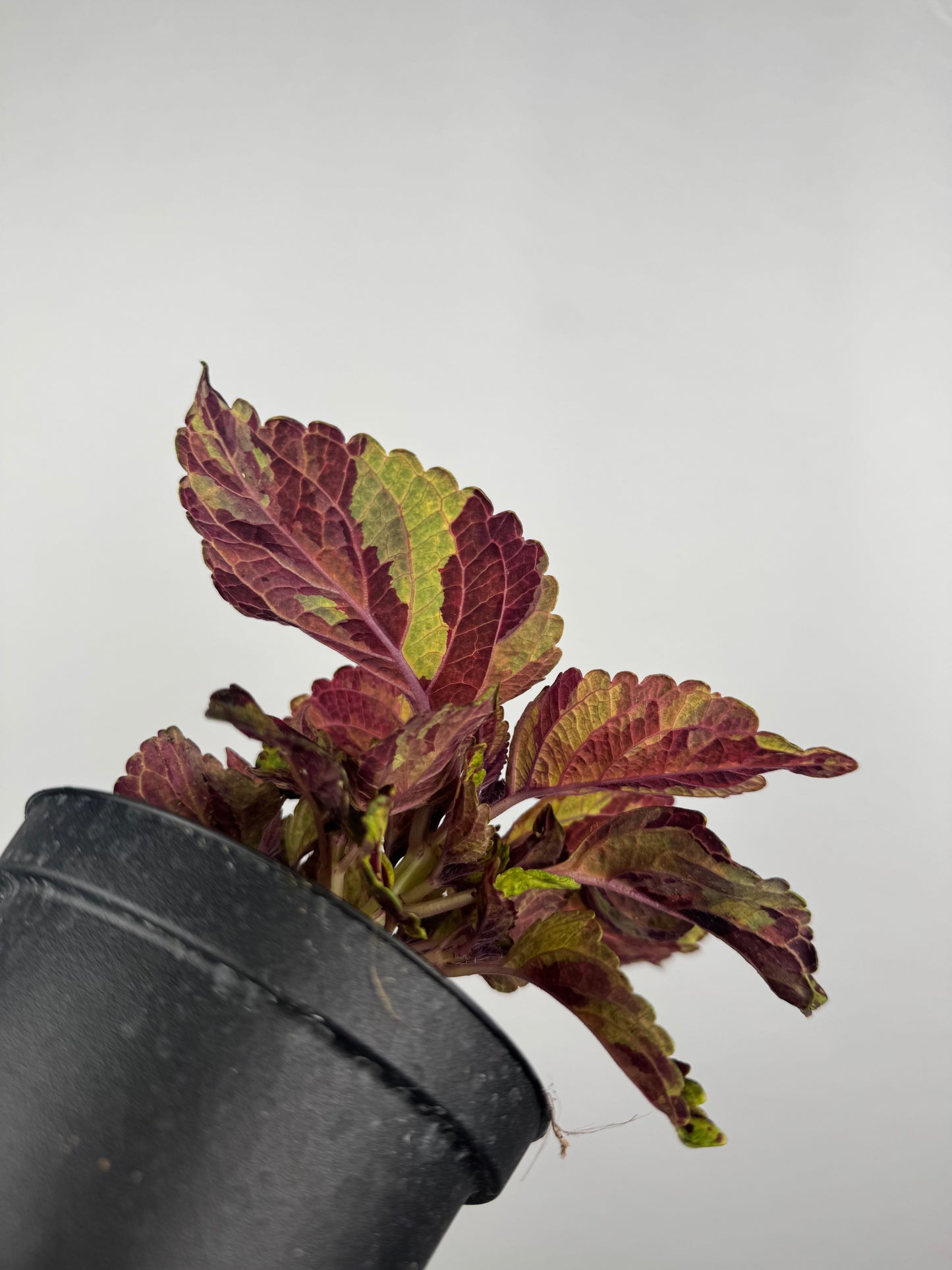Coleus “Fairway mosaic” | Plectranthus Scutellarioides