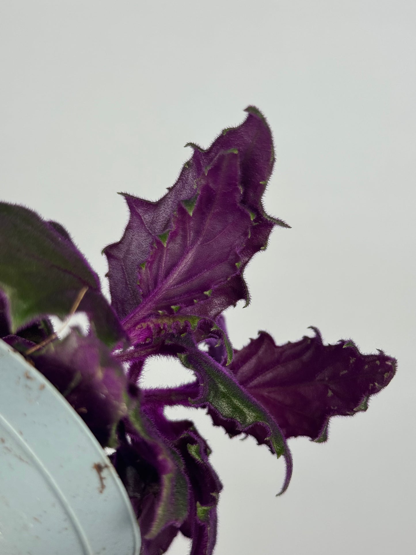 Gynura Aurantiaca “Purple passion”
