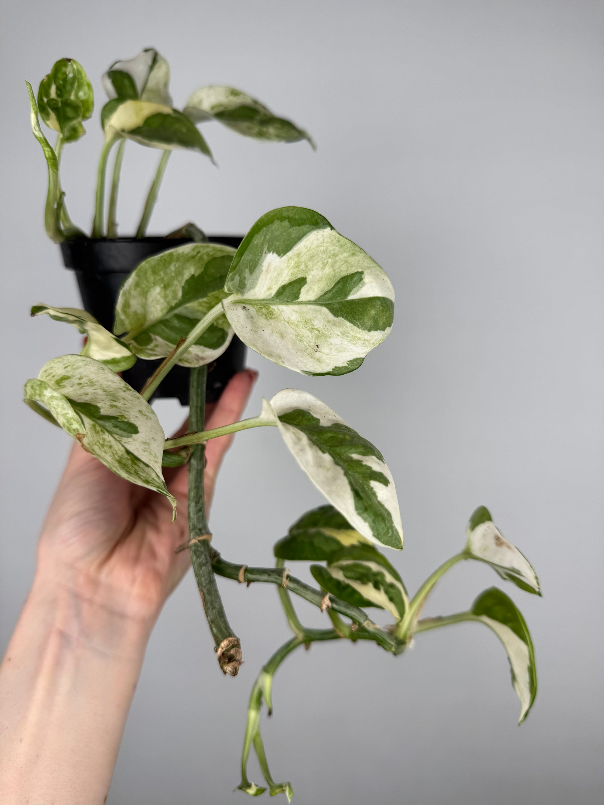 Epipremnum N’Joy | Milo