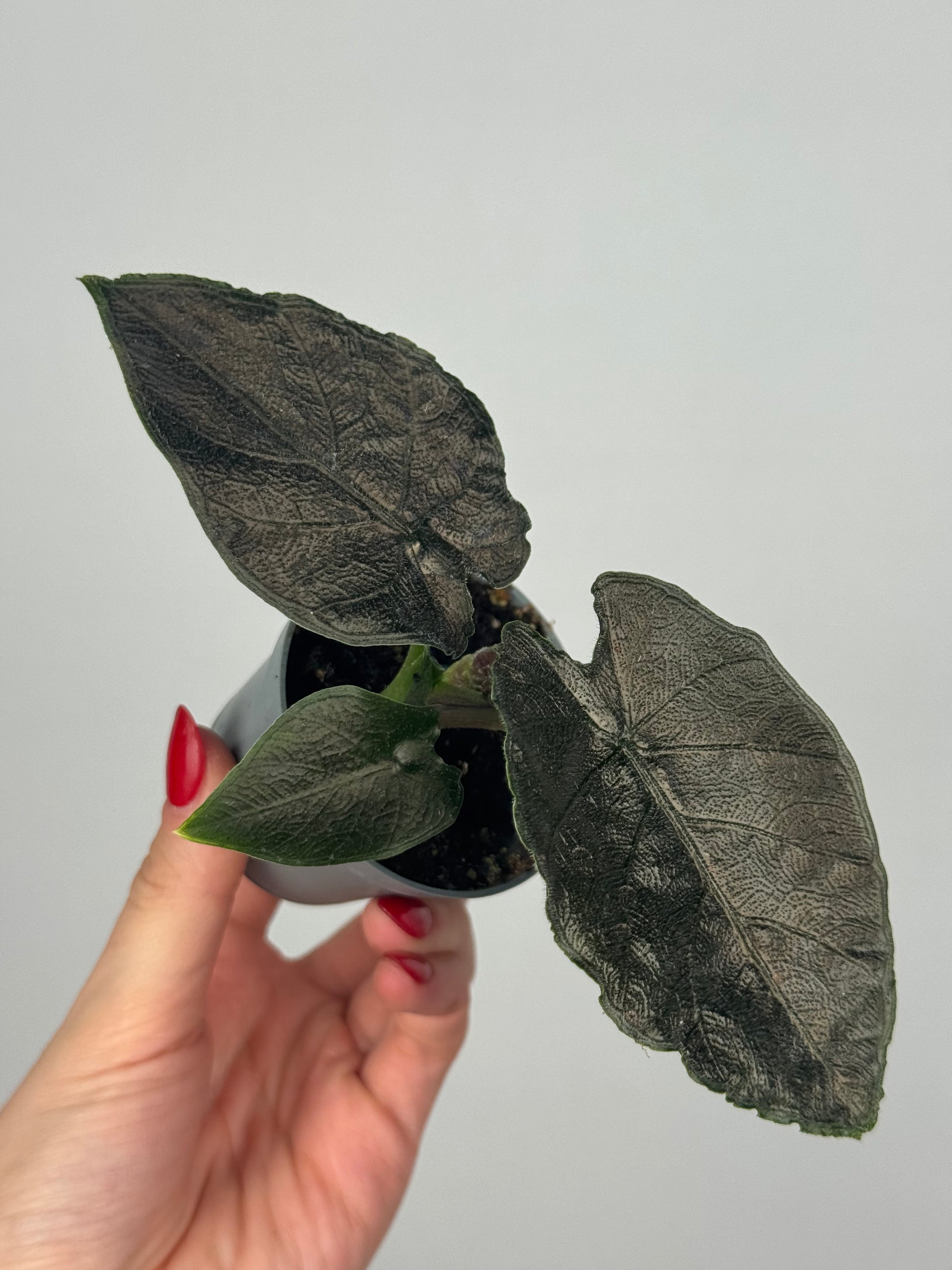 Alocasia Antoro Velvet