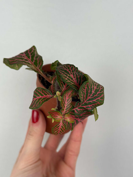 Fittonia “Joly Josan” | Minetta