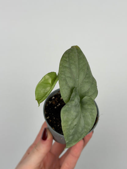 Amydrium Medium Silver | Pixel