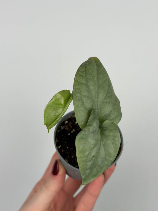 Amydrium Medium Silver | Pixel