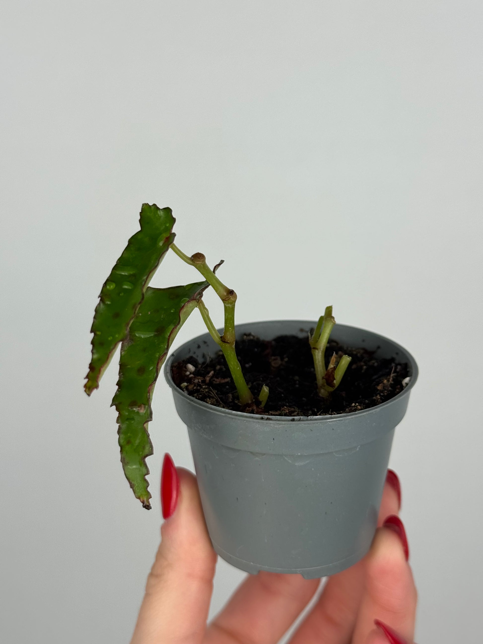 Begonia Amphioxus | Isolde