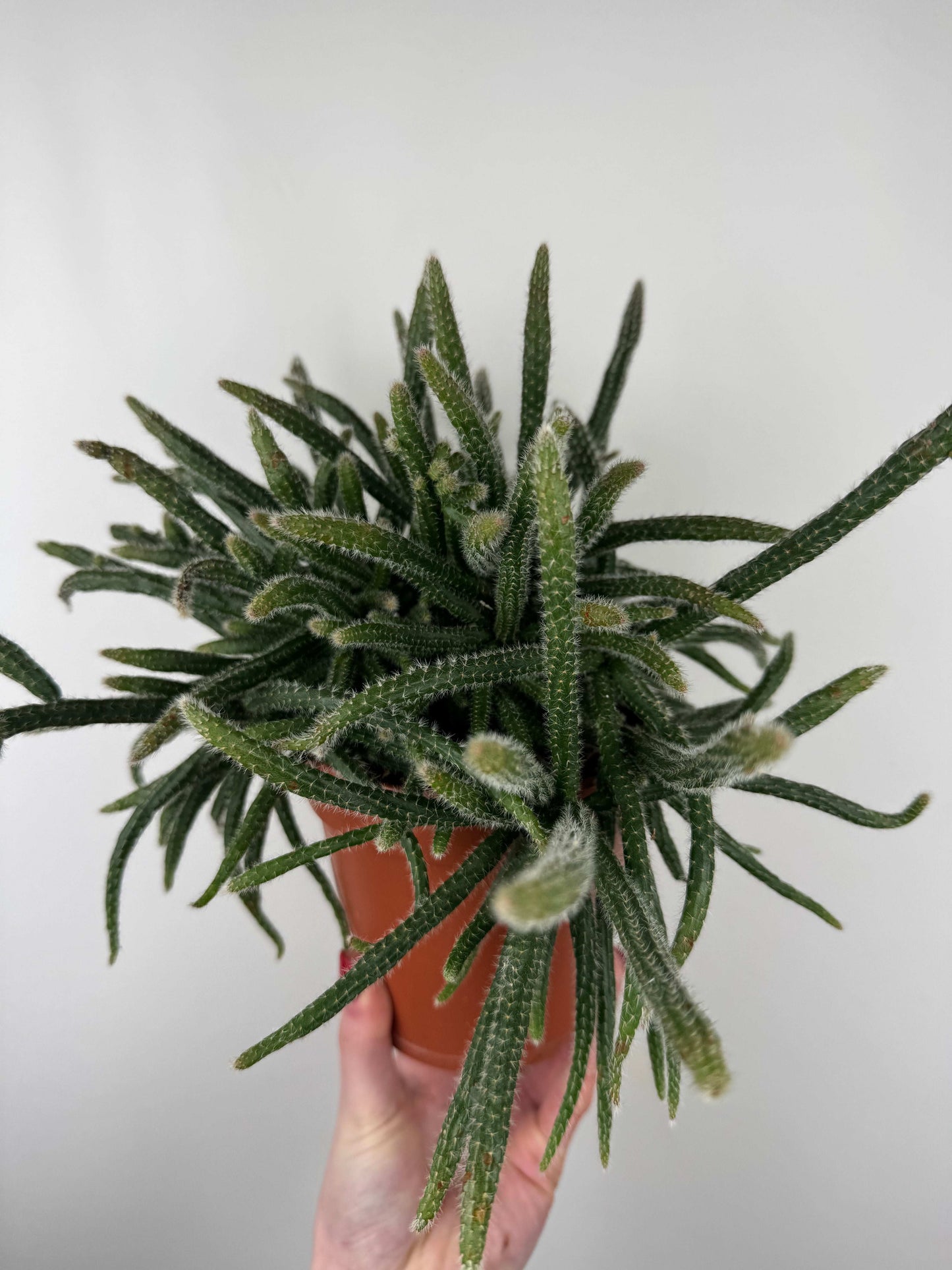 Rhipsalis Baccifera “Horrida”