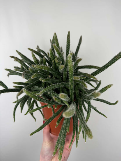 Rhipsalis Baccifera “Horrida”