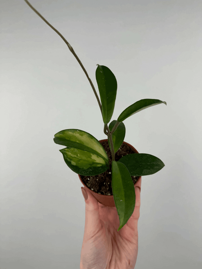 Hoya “Tricolor” | Nina