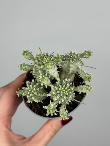 Euphorbia mammillaris variegata