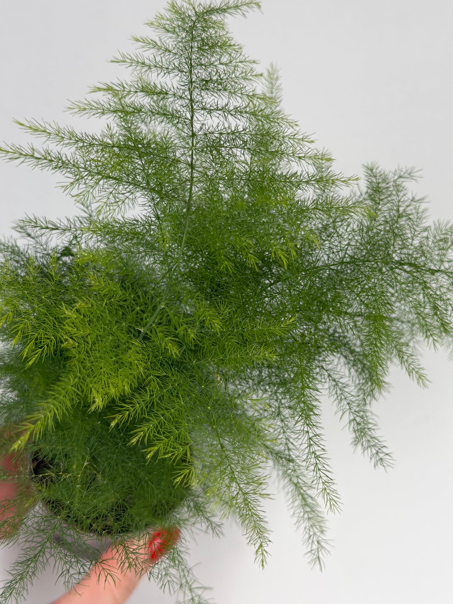 Asparagus Setaceus 'Plumosus' Asparagus Tropical Corner