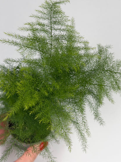 Asparagus Setaceus 'Plumosus' Asparagus Tropical Corner