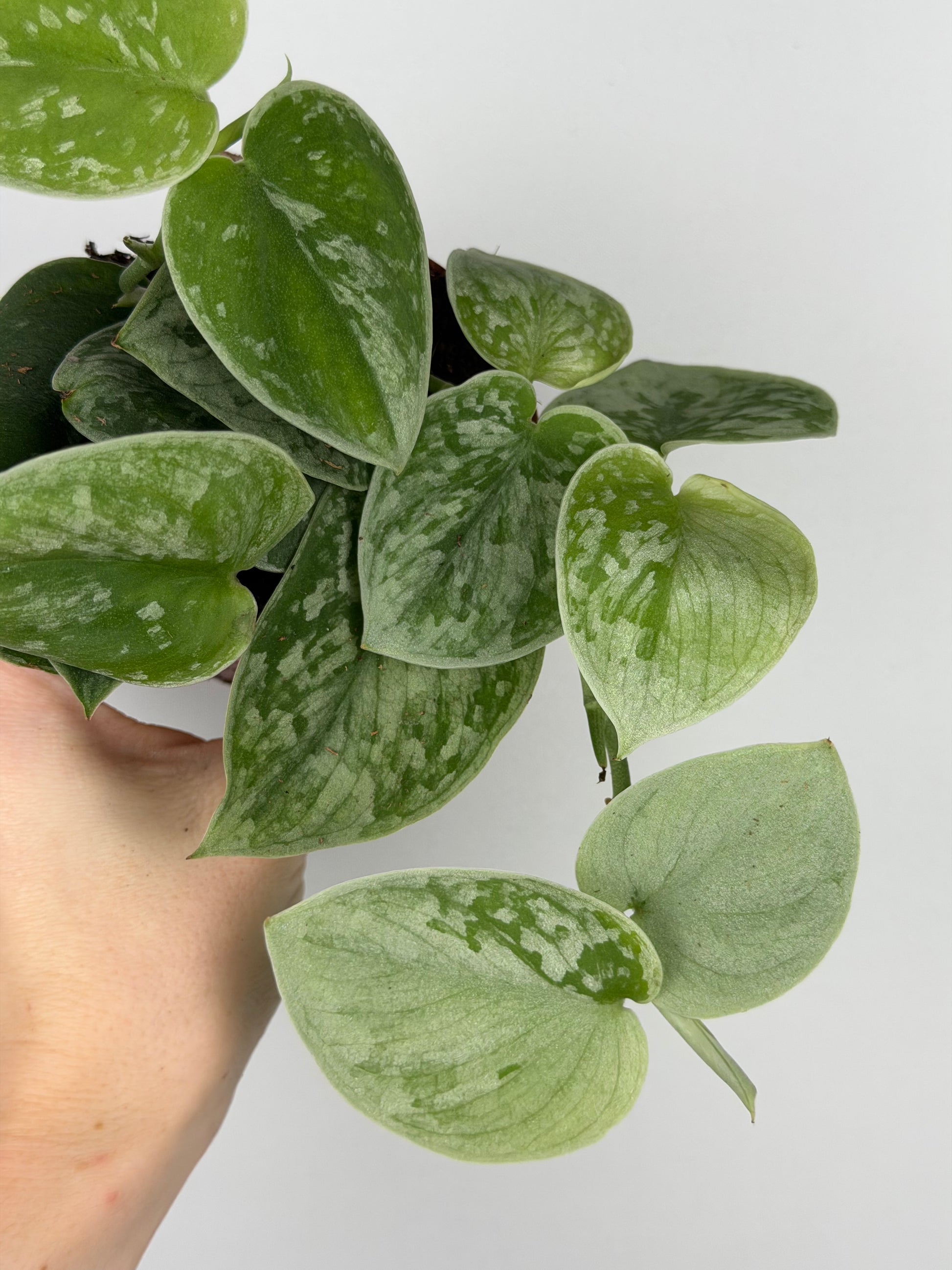 Scindapsus Pictus 'Silvery Ann'