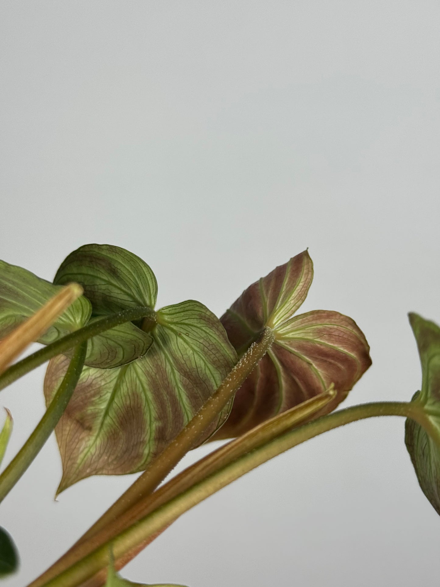 Philodendron El Choco Red