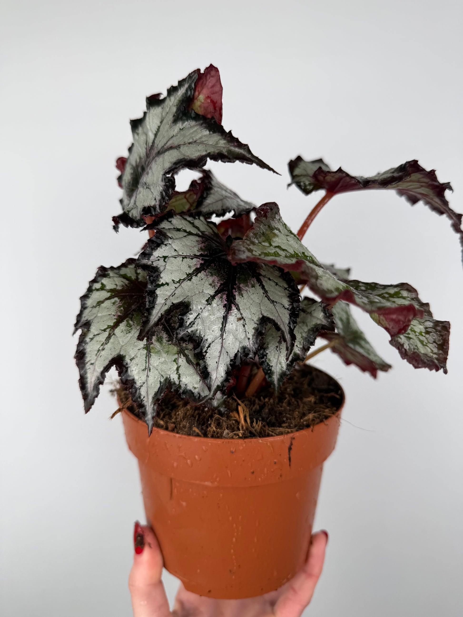 Begonia 'Bewitched Night Owl'