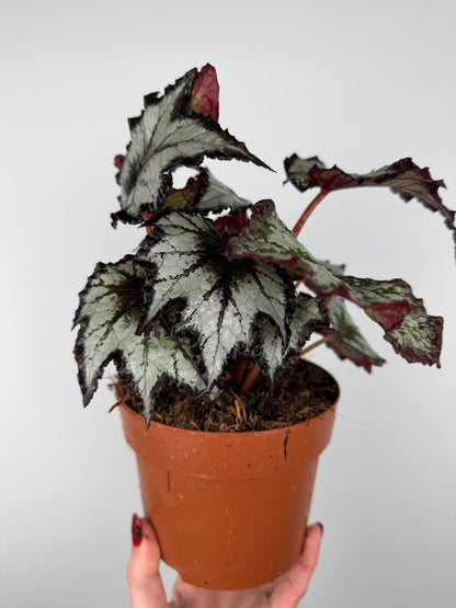Begonia 'Bewitched Night Owl'