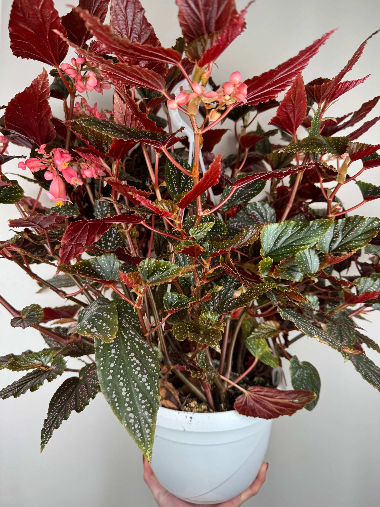 Begonia Maculata Benigo “Pink Spot”