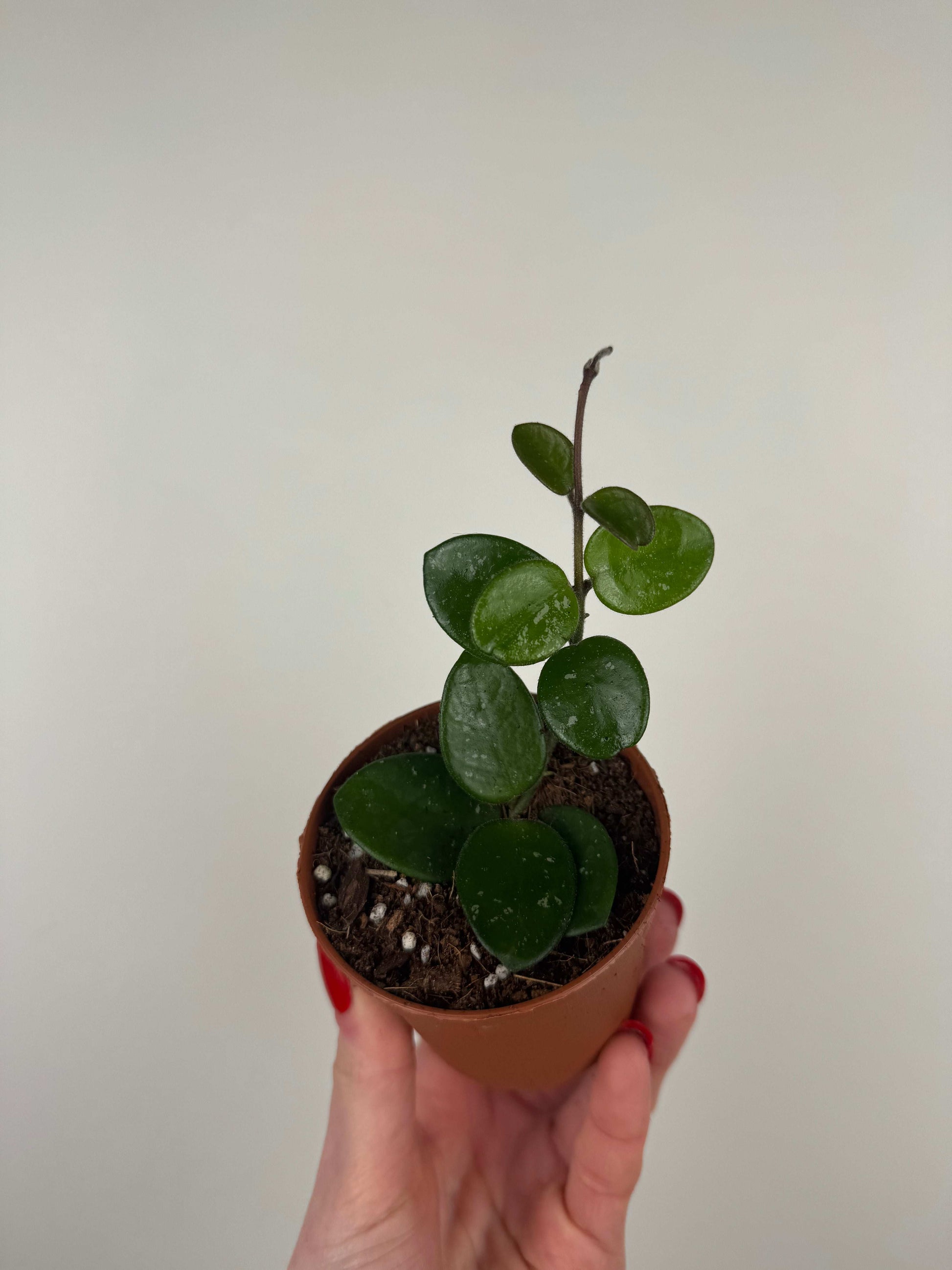 Hoya Mathilde Splash